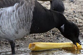 Can Geese Really Eat Bananas? How Much? How Often? (Video)