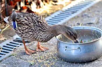 Can Ducks Really Eat Broccoli? Raw or Cooked? (Steams?)
