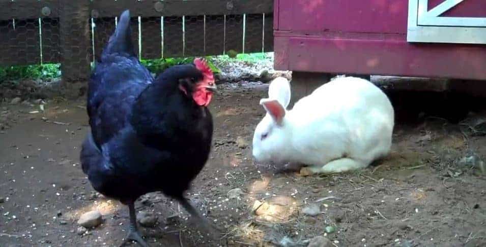 Can Chickens Eat Rabbit Food