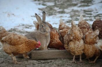 Can Chickens Really Eat Rabbit Food? (How Much?)