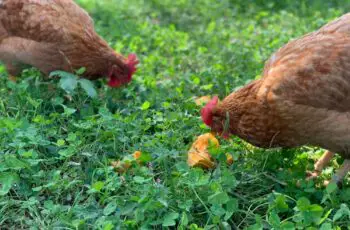 Can Chickens Really Eat Persimmons? (How Much?) How Often?