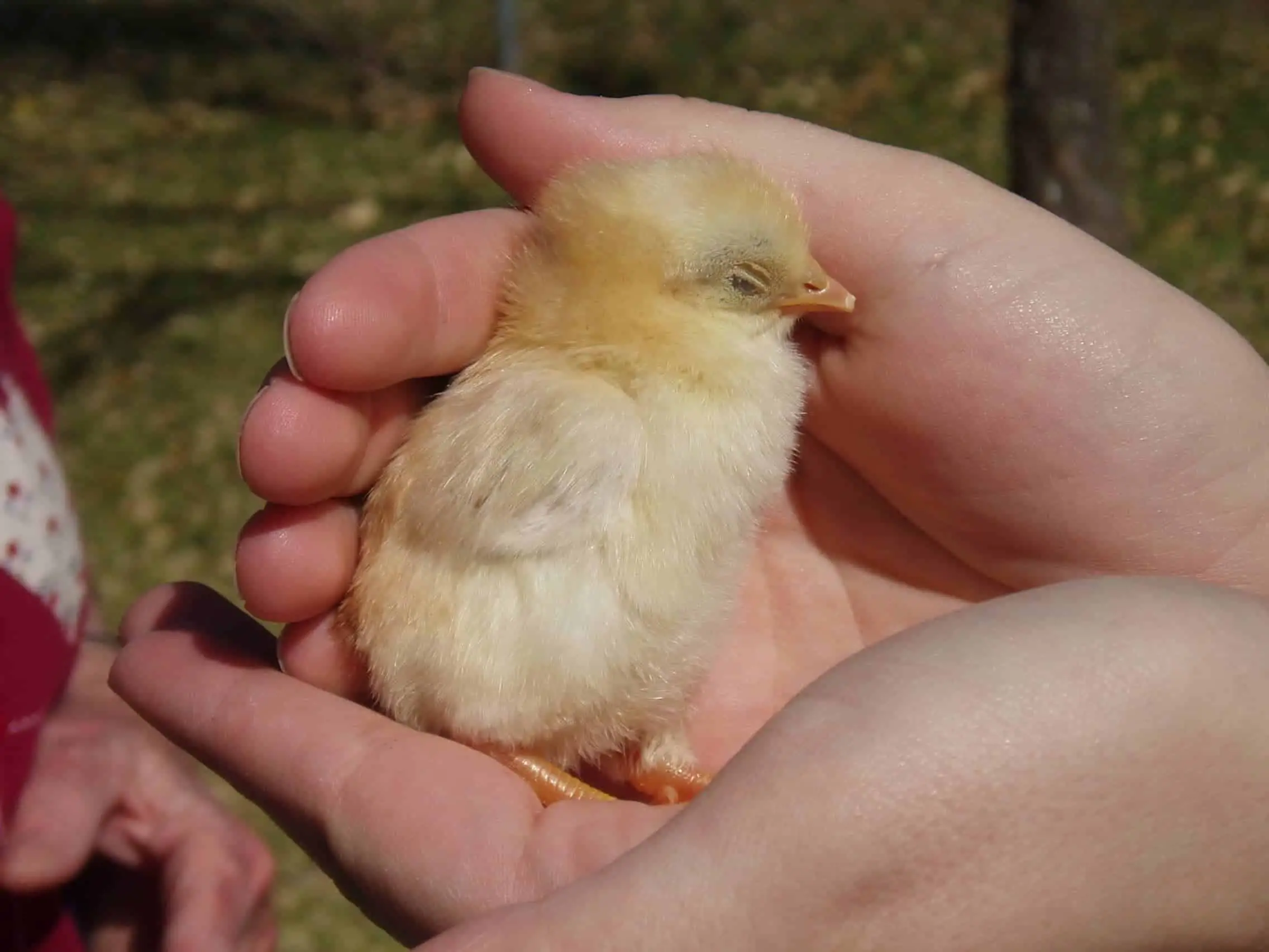 lethargic baby chick with closed eyes