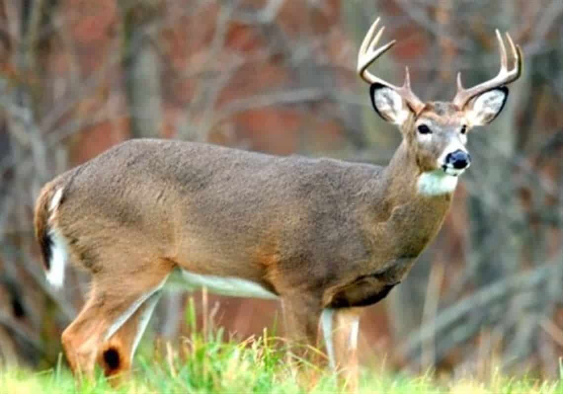 What Does Deer Urine Smell Like?