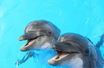 What Does Dolphin Meat Taste Really Like? (Color?)