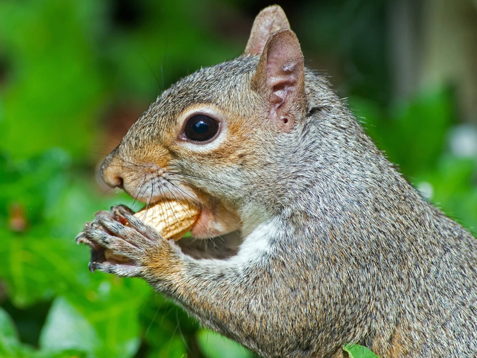 Are There Squirrels In Australia? Why? (Here's the answer)