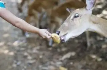 Do Deers Really Eat Bananas or Banana Peels? (How Many?)