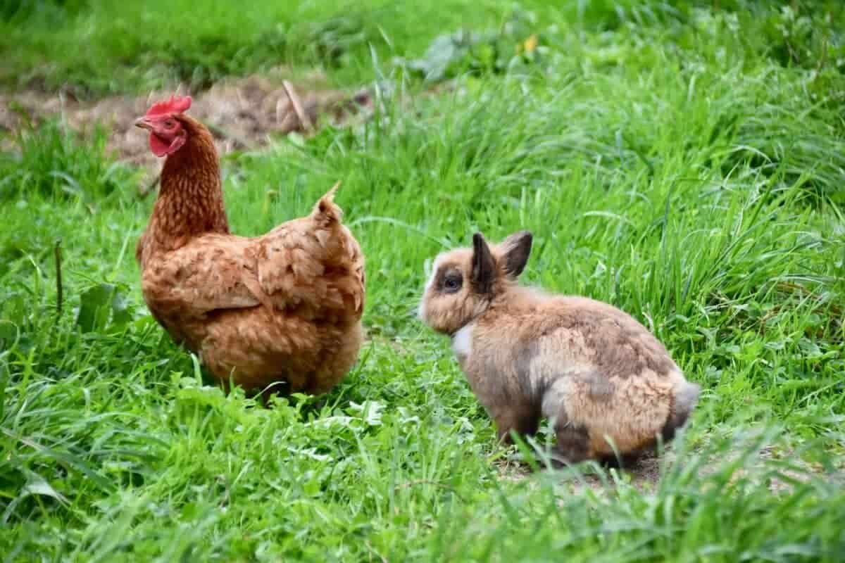 Can Chickens Eat Rabbit Food