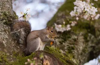 Do Squirrels Really Eat Potatoes? (Sweet Potatoes)