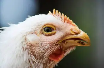 5 Main Symptoms Of Too Much Protein In Chickens