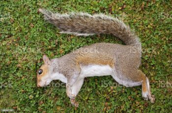 What Is The Meaning of Dead Squirrel (Spiritually & Physically)