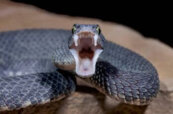 Do Black Snakes Have Teeth Or Fangs? How Many?