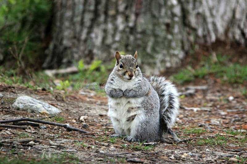 What Does A Pregnant Squirrel Look Like? (Photos & Videos)