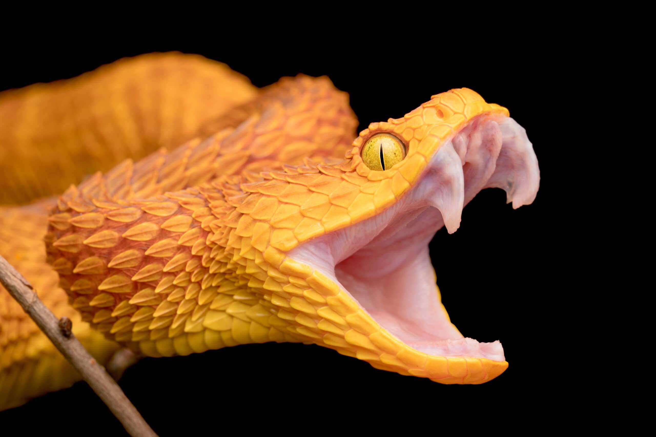The Surprising Power Of A Corn Snake'S Teeth - vl8zp8o