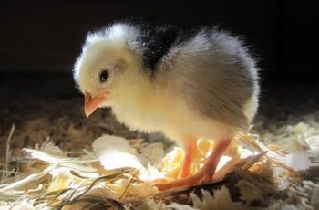 This is Why My Lethargic Baby Chick Is Eyes Closed + (Solution)