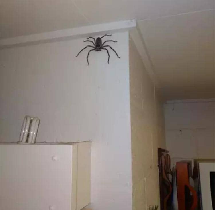 How To Really Find A Spider In Your Room? (Where They Come From?)