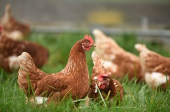 What Are The Symptoms of Sour Crop In Chickens?