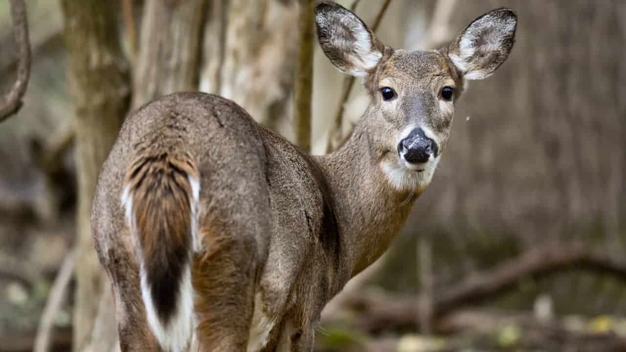 What Does Deer Urine Smell Like?