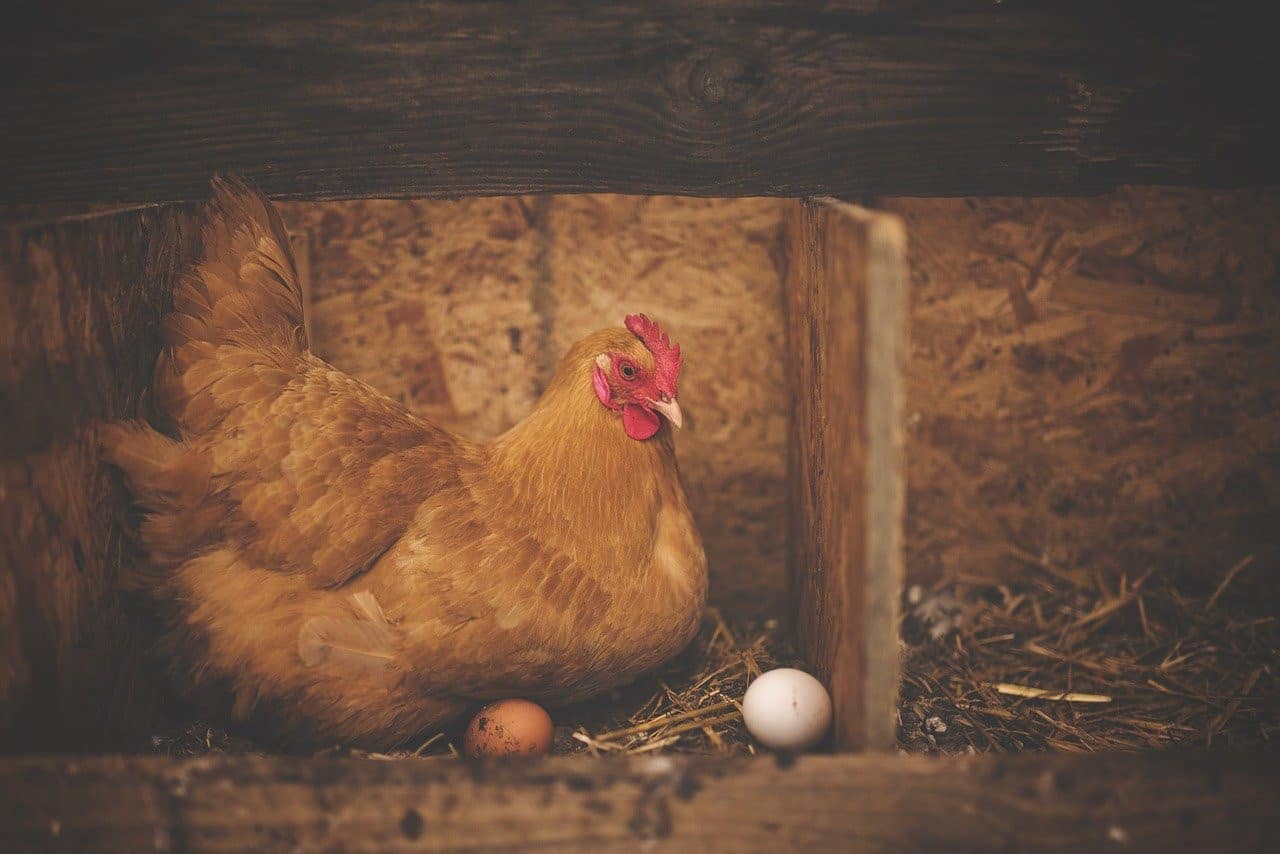 7-eggs-can-chickens-lay-2-eggs-a-day-into-yard