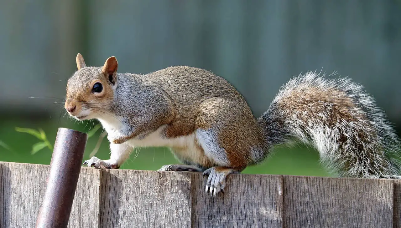 grey squirrel lifespan