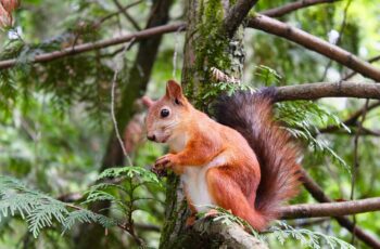 Squirrel Lifespan: How Long Do Squirrels Live?