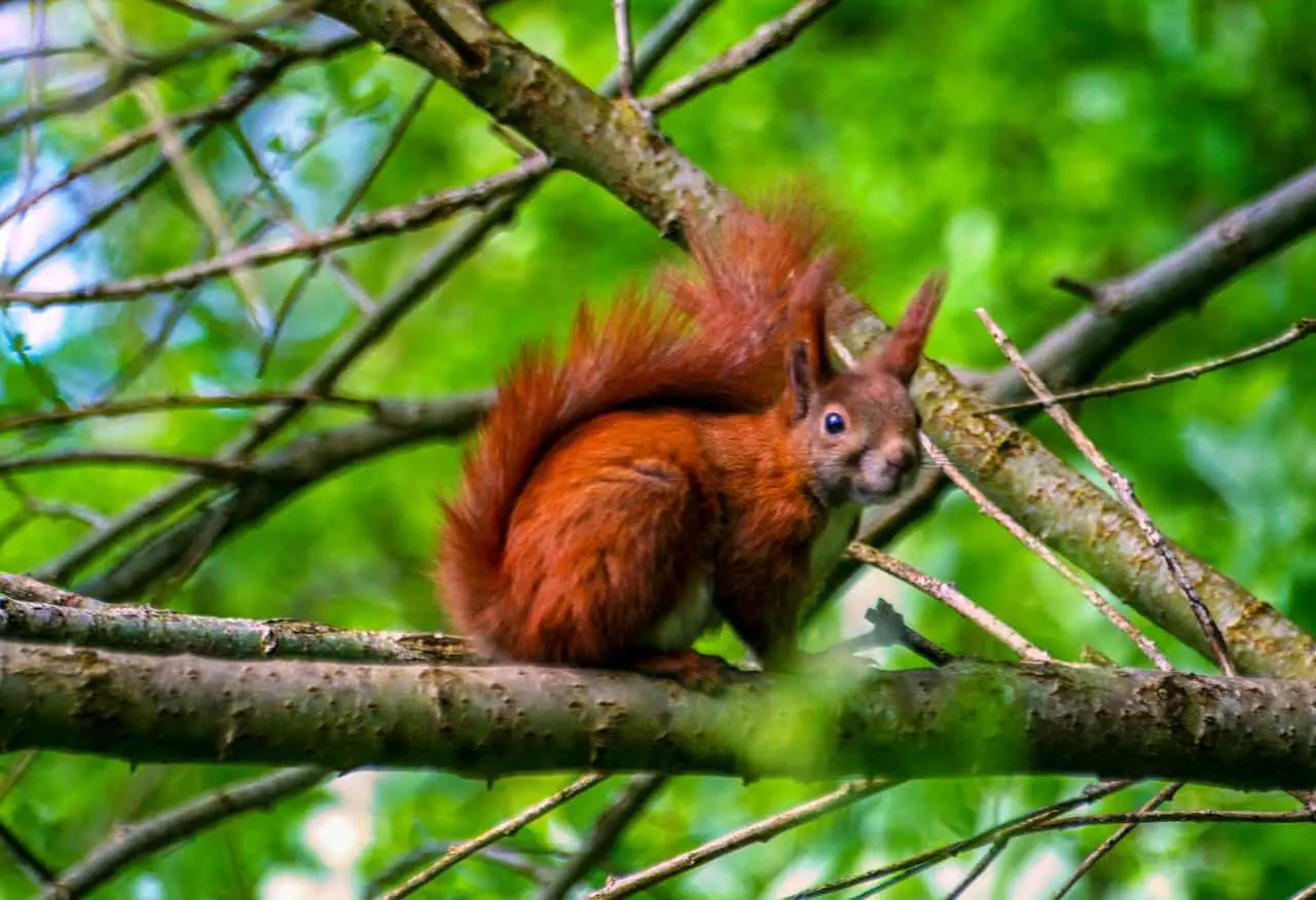 red squirrel lifespan