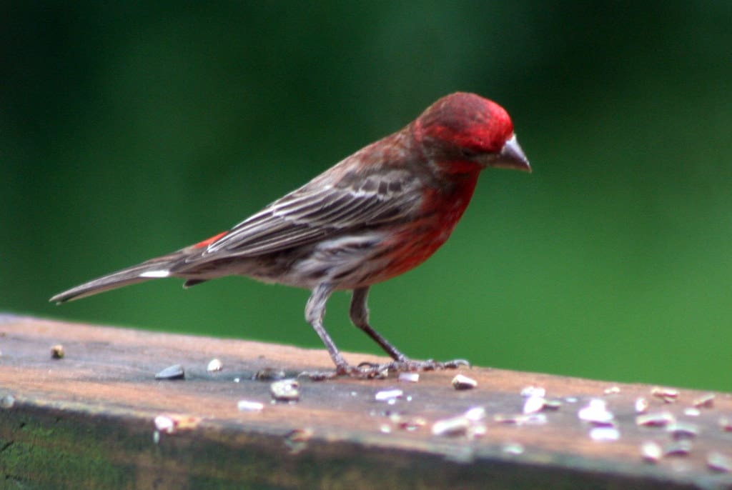 10 proven ways to keep birds away from porch