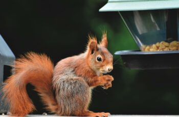 Are Squirrels Color Blind? But Good Eyesight? Why?