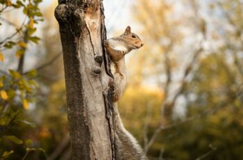Are Squirrels Harmful To Trees? And Kill Trees?