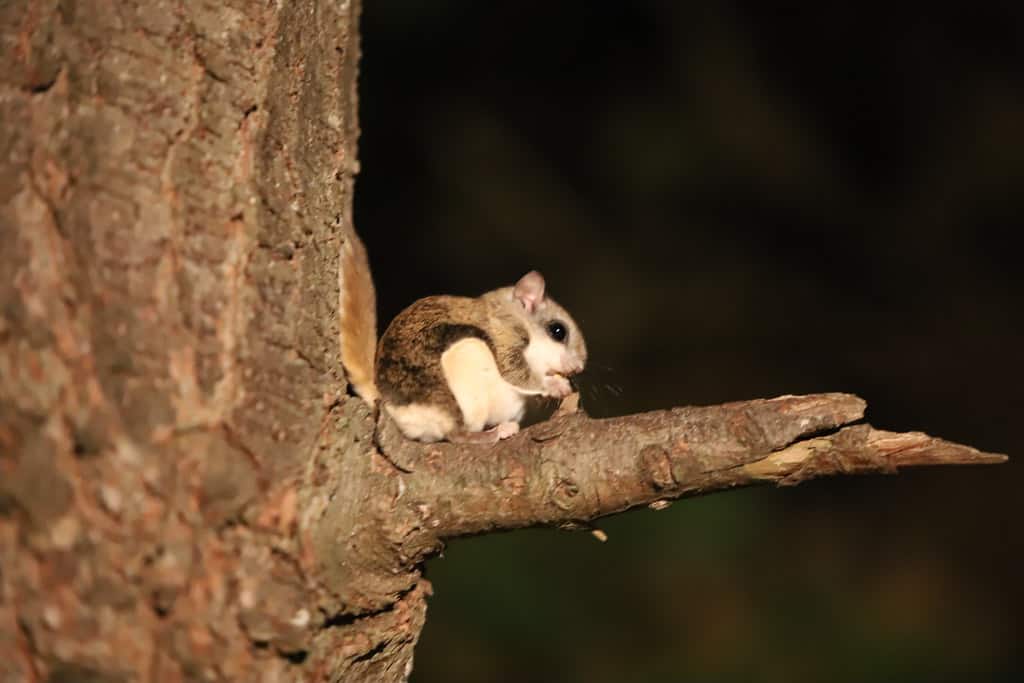 Day and Night! Are Squirrels Nocturnal? - Into Yard