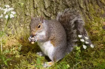 Are Squirrels Omnivores? Predators?