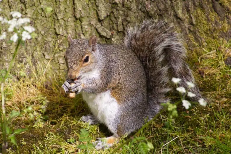 Are Squirrels Omnivores? Predators? - Into Yard