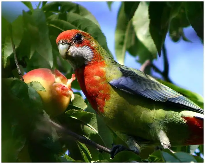 do wild birds eat dragon fruit