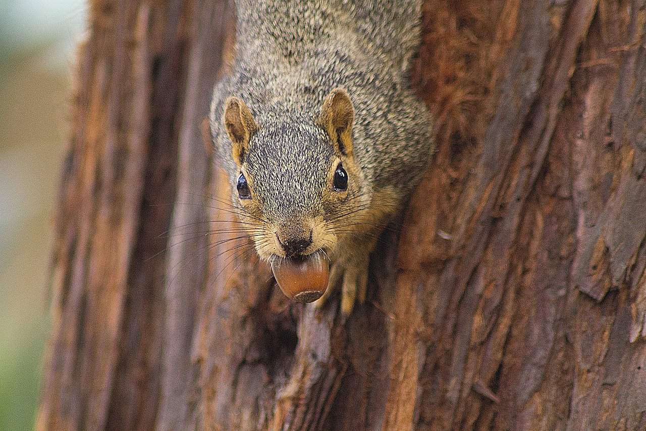 Do Squirrels Eat Acorns? Not All Acorns Are Equal! - Into Yard