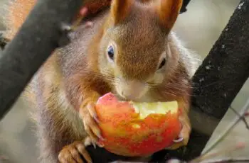 How Often! Do Squirrels Eat Apples?