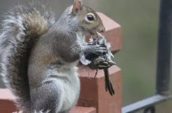 Do Squirrels Eat Birds And Their Babies?