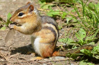 Do Squirrels Eat Insects And Worms?