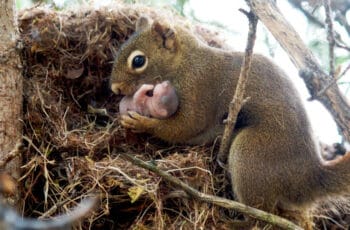 Murderers! Do Squirrels Eat Their Babies?