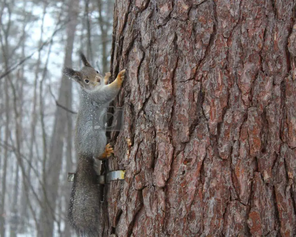 do squirrels kill trees