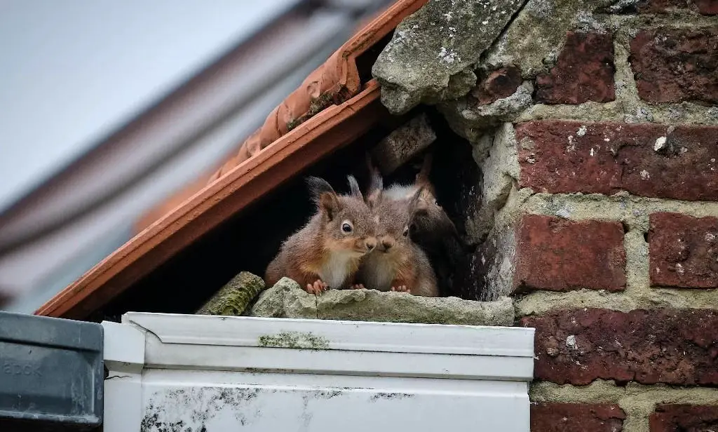 Does Smoke Get Squirrels Out of Attic? Smoke Bomb? - Into Yard