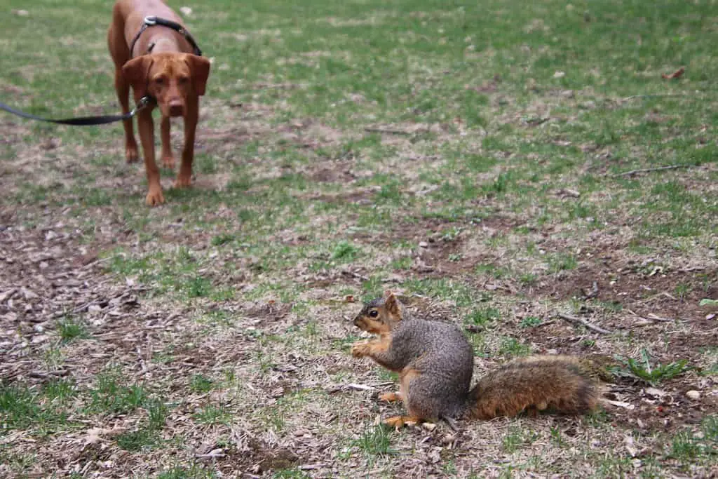 dog eats a squirrel