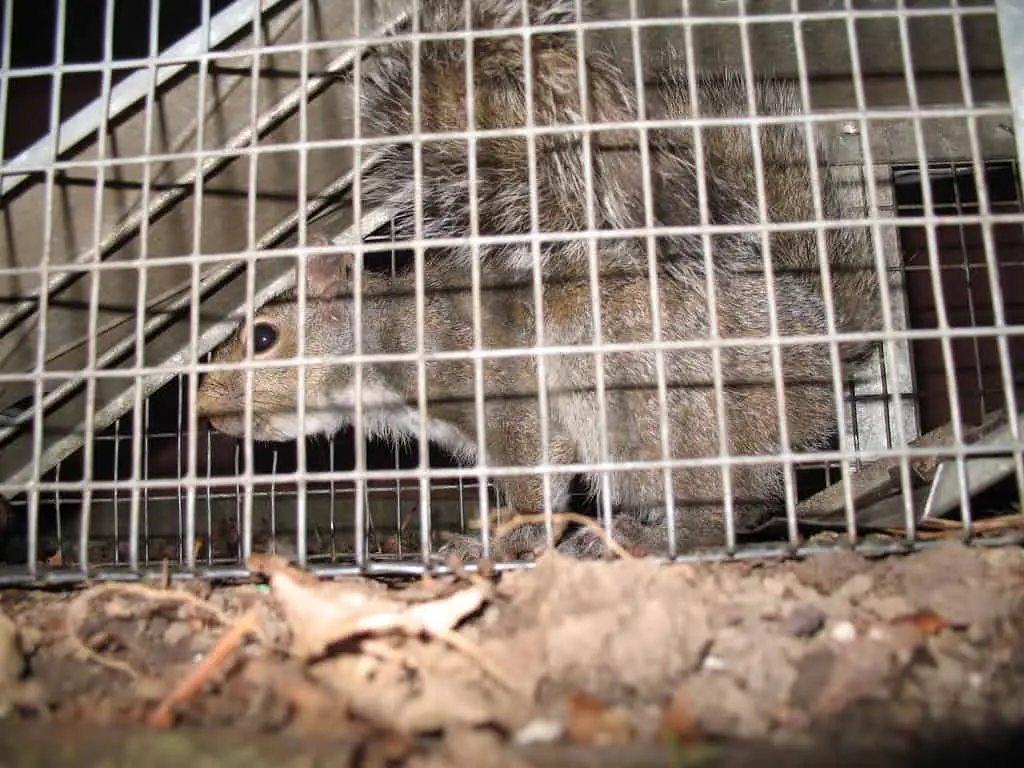 get rid of squirrels in your yard-squirrel trap