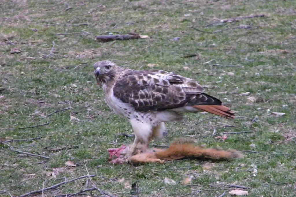 hawk eats a squirrel