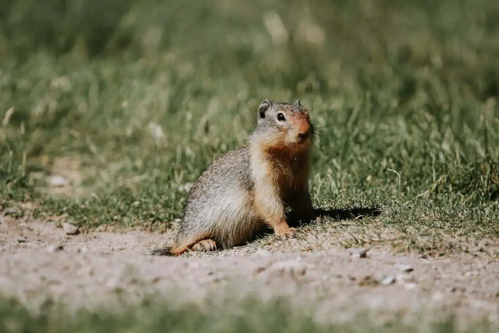 hind limb paralysis in squirrels