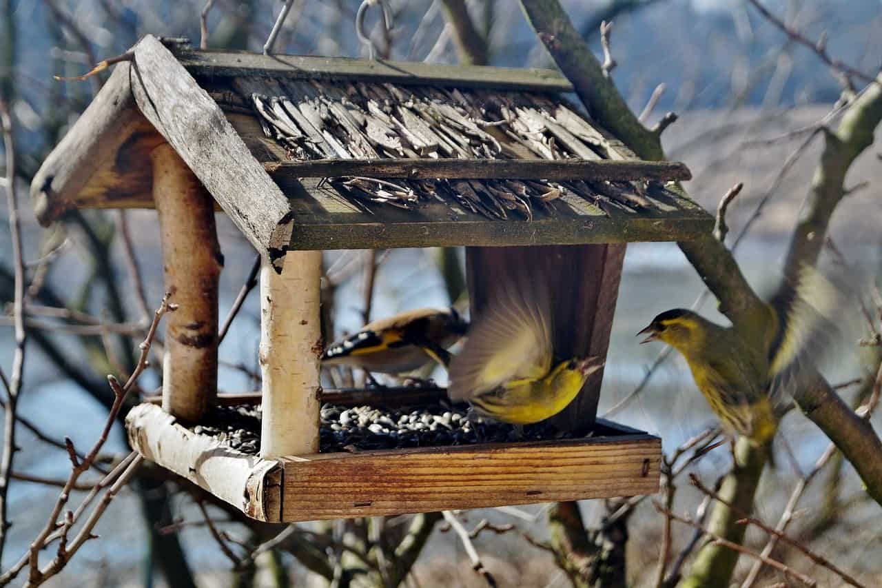How Do Birds Find Out New Bird Feeders