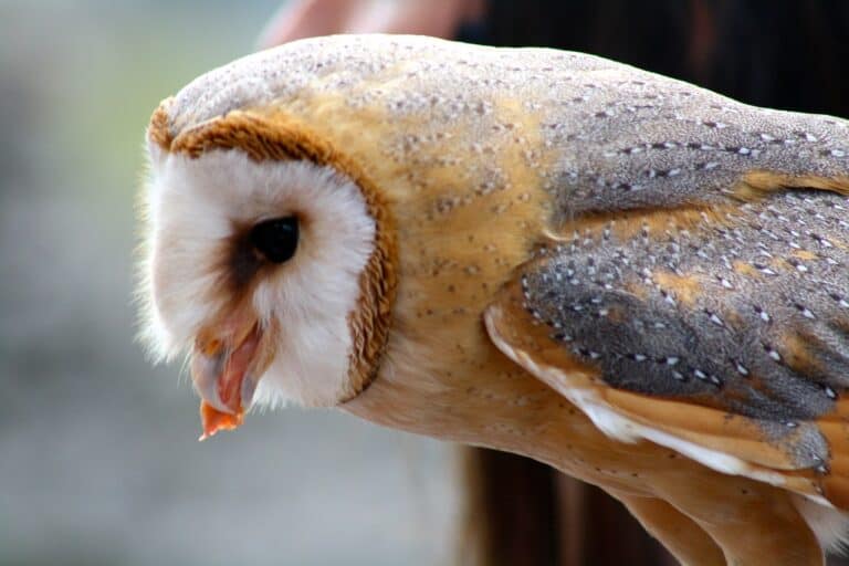 do-owls-eat-squirrels-do-squirrels-scare-of-owls-into-yard