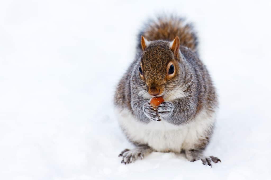 How Do Squirrels Survive In Cold Weather
