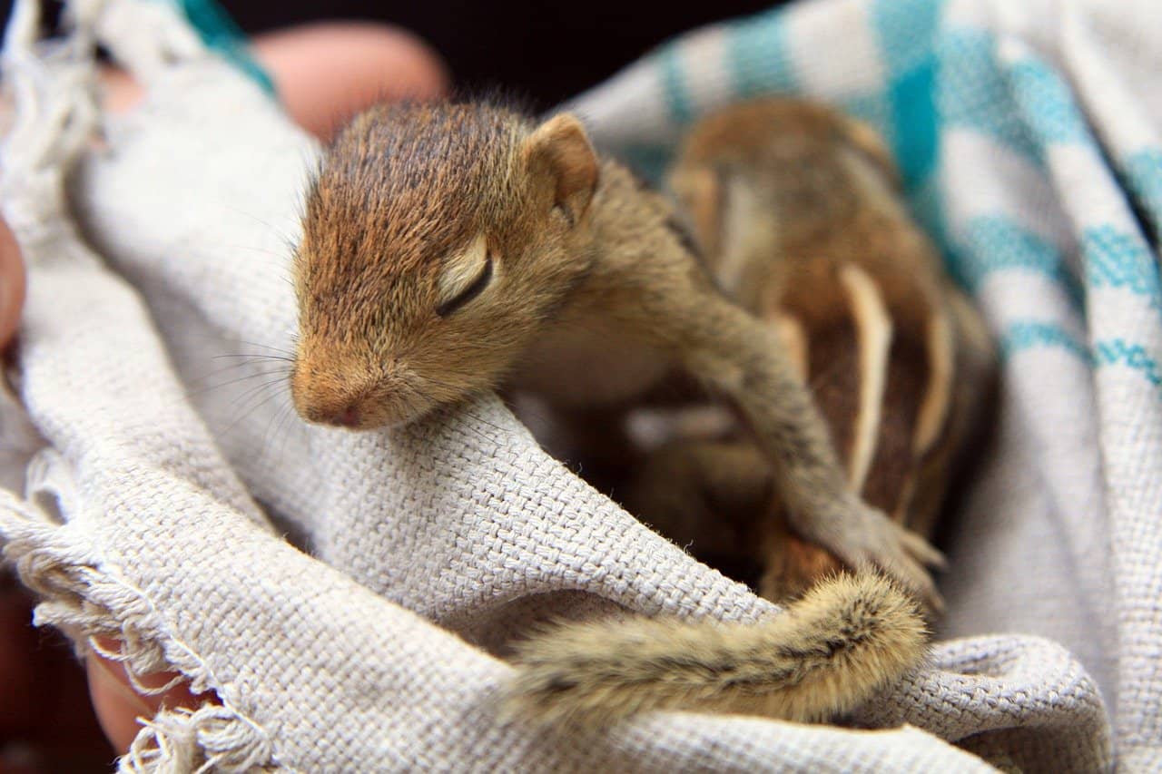 2-to-4-how-many-babies-does-a-squirrel-have-into-yard