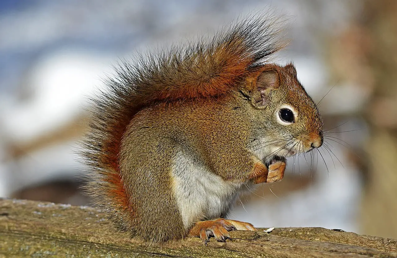 how much does a red squirrel weigh