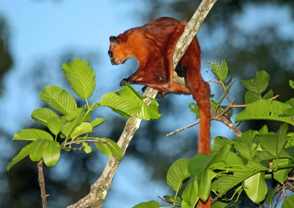how much does the biggest squirrel weight: giant red flying squirrel