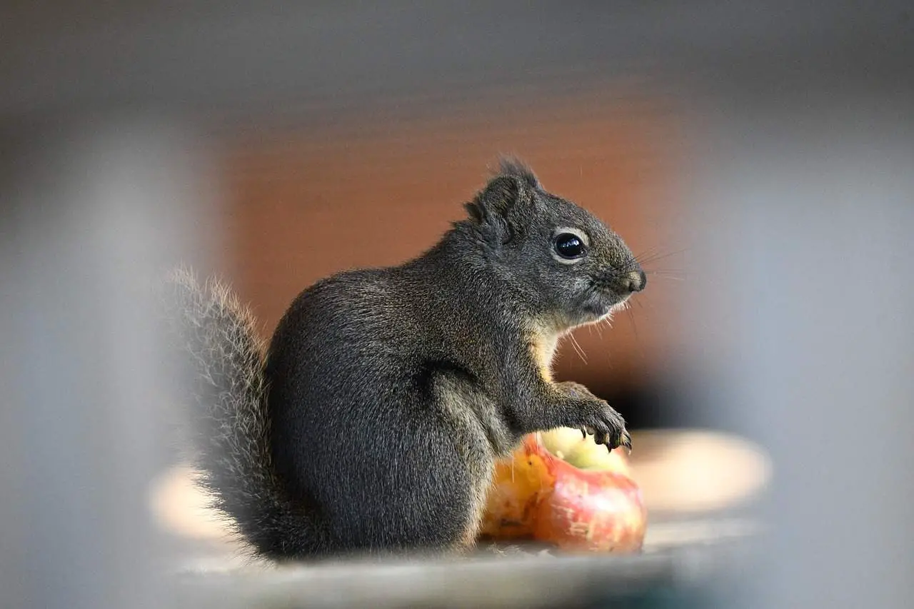 How Often Do Squirrels Eat Apples